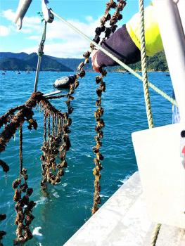 Oyster growing, spacing on line