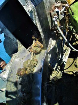 tops grown oyster harvesting