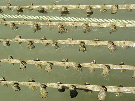 Evenly spaced oysters - TOPS growing system