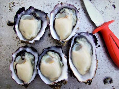 5 five months old subtidal oysters grown with TOPS
