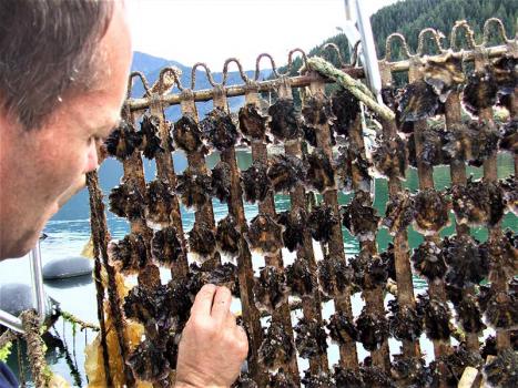 Uniformly grown TOPS oysters