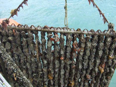 TOPS oysters ready for harvest 8-12 months from seeing