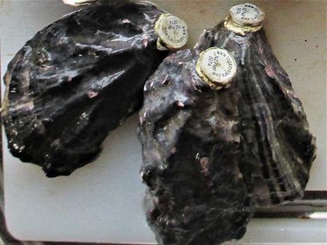 Traceable tagged TOPS Oysters