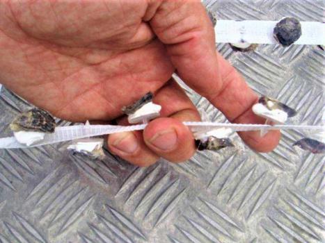 TOPS freshly seeded oyster spat on tag/tape