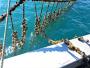 submerged longline oysters