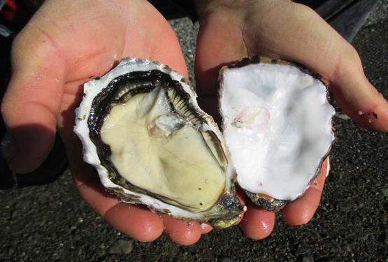 173 tops grown oyster 10 months